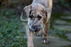 Irish Wolfhound