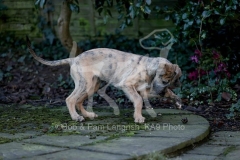 Irish Wolfhound