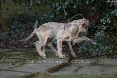 Irish Wolfhound