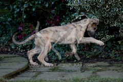 Irish Wolfhound