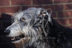 Irish Wolfhound