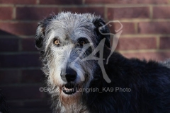 Irish Wolfhound
