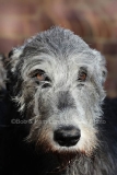 Irish Wolfhound