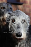 Irish Wolfhound