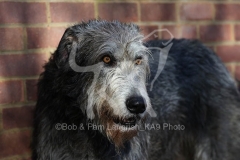 Irish Wolfhound