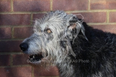Irish Wolfhound