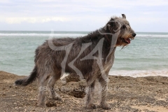 Irish Wolfhound