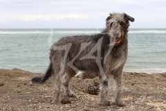 Irish Wolfhound