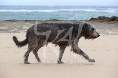 Irish Wolfhound