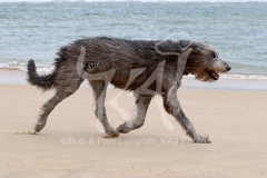 Irish Wolfhound
