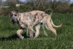 Irish Wolfhound