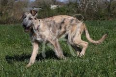 Irish Wolfhound