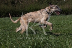 Irish Wolfhound