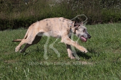 Irish Wolfhound