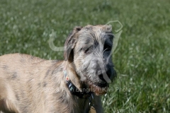Irish Wolfhound