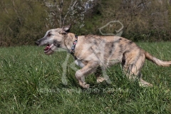 Irish Wolfhound