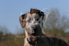 Irish Wolfhound