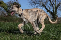 Irish Wolfhound