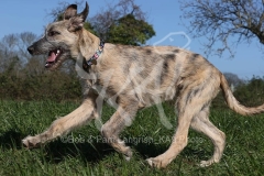 Irish Wolfhound