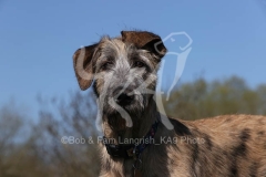 Irish Wolfhound
