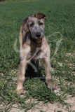 Irish Wolfhound