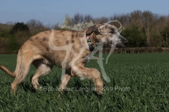 Irish Wolfhound