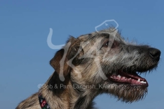 Irish Wolfhound
