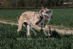 Irish Wolfhound