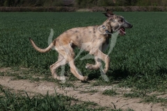 Irish Wolfhound