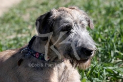 Irish Wolfhound