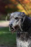 Irish Wolfhound