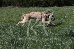 Irish Wolfhound