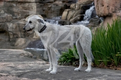 Irish Wolfhound