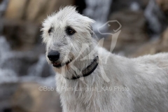 Irish Wolfhound