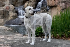 Irish Wolfhound