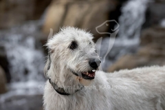 Irish Wolfhound