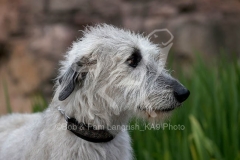 Irish Wolfhound