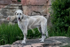 Irish Wolfhound