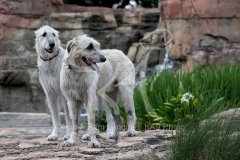 Irish Wolfhound