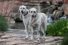Irish Wolfhound