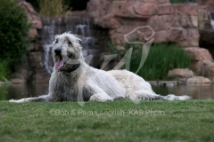 Irish Wolfhound