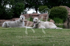 Irish Wolfhound