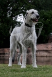 Irish Wolfhound