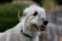 Irish Wolfhound