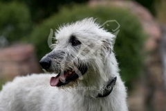 Irish Wolfhound