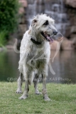 Irish Wolfhound