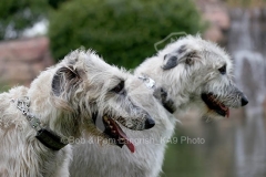 Irish Wolfhound