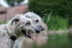 Irish Wolfhound