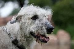 Irish Wolfhound