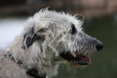 Irish Wolfhound